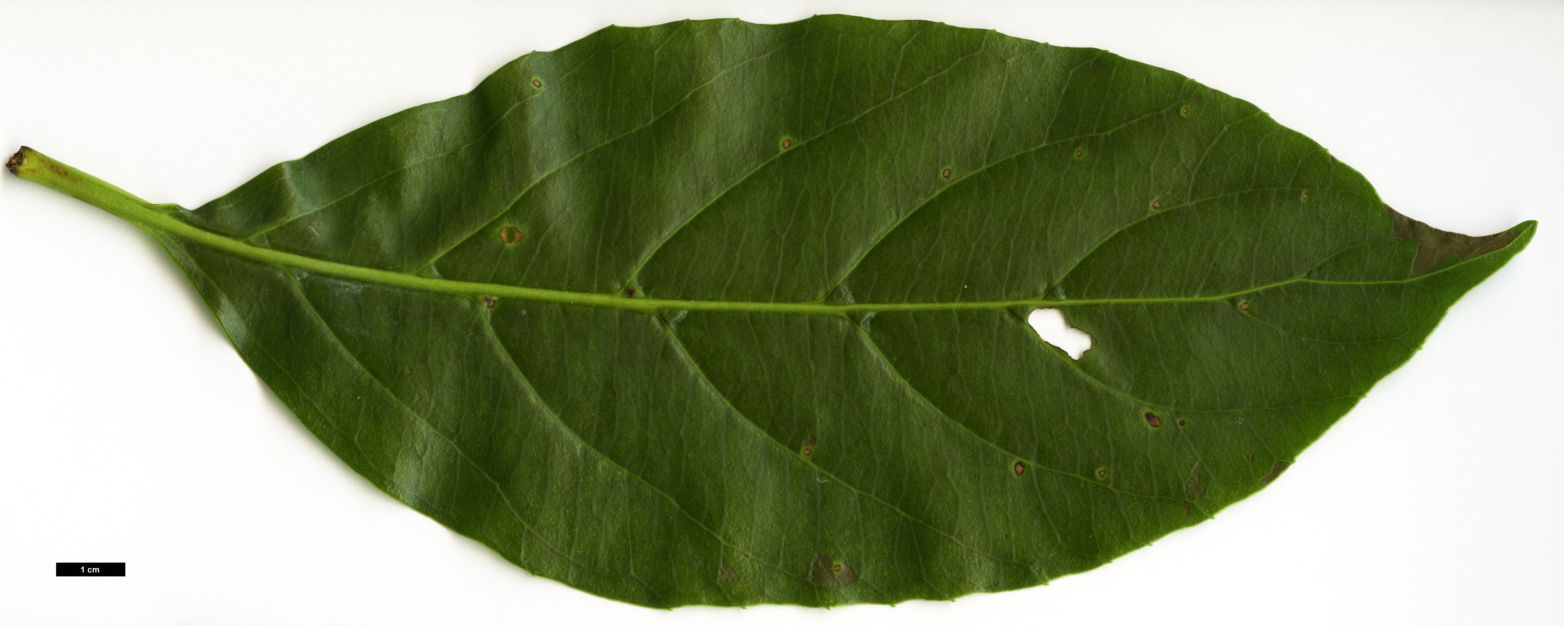 High resolution image: Family: Adoxaceae - Genus: Viburnum - Taxon: odoratissimum - SpeciesSub: var. arboricola 